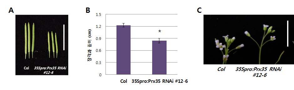 그러나흥미롭게도 35Spro:Prx35 RNAi 형질전환식물체가모두누워서자라는경향을보여줄기종단면을절단해본결과야생형보다줄기종단면직경이작음 ( 그림 25A와 D 왼쪽 ).