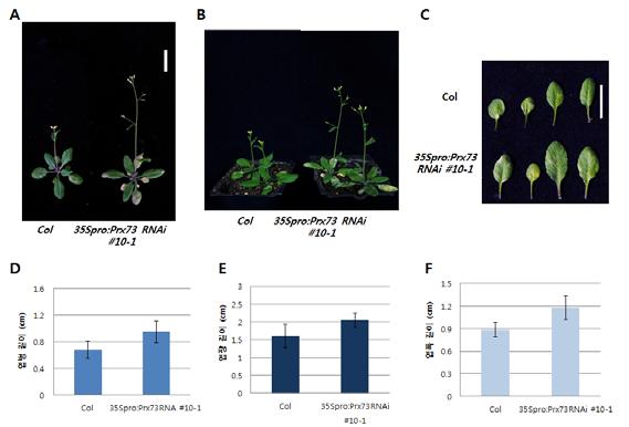 는전체적으로빠른성장을보이며, 꽃대가올라오는시기또한야생형보다빠름. 그림 38 4주된 35Spro:Prx73 RNAi 형질전환체의표현형을분석한그림. A와 B는야생형과 35Spro:Prx73 RNAi 형질전환체의표현형을확인한그림이며 C는자엽을제외한 5, 6, 7, 8번째잎, D, E, F는각각 5 번째잎의엽병, 병장, 엽폭길이. 눈금막대 = 2 cm.