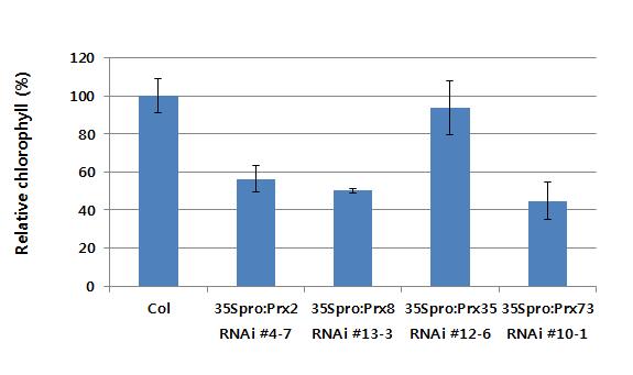 야생형과각형질전환체잎을대상으로엽록소함량은 Lichtenthaler (1987) 방법을이용, 엽록소를추출한후 663 nm와 648 nm에서파장을측정함. 3반복으로엽록소함량측정결과 35Spro:Prx35 RNAi #12-6 라인을제외하고는야생형에비해 30-50 % 그림 39 6.