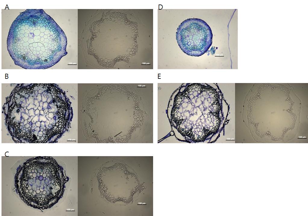형질 전환 식물체를 대상으로 줄기의 횡단면을 관찰하기 위하여 조직화학적 염색을 실시함. 줄기 절편화를 위하여, 줄기를 FAA 용액 (10 % (v/v) formaldehyde, 5 % (v/v) 아세트산 및 50 % (v/v) 에탄올)에서 고정한 후, 에탄올 시리즈 (50, 70, 80, 100 %, 각각 한 시간) 에 의하여 탈 수시킴.