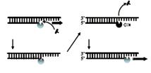 모든 PCR 에적용할수있는최고의구성 PCR DNA Polymerase Enzyme 높은증폭율로범용적으로다양한 PCR 에사용가능 Blend Taq / Blend Taq -Plus- Repairing 일반 DNA polymerase와 proofreading 기능의효소가섞인제품 Taq polymerase보다 3~4배낮은 error rate 최대 23