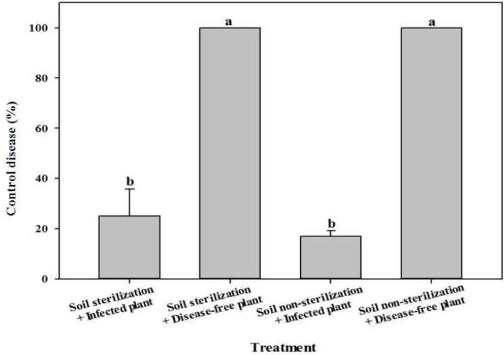 292 김다란 강근혜 조현지 명인식 윤혜숙 곽연식 Fig. 5. Effect of the disease control with or without soil sterilization and with or without disease-free plant in cultivation plots.
