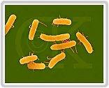 5. 살모넬라 (Salmonella) 1. 성상및특징 미국 Campylobacter에이어두번째로중요한식중독 그람음성, 비아포성, 통성혐기성간균 크기(0.5-1.0 1-5um) 으로서주모를가져서 대부분운동성이있지만운동성이 대장균군과는달리 없는것도있음 lactose을분해하지못함 (lactose 분해하는 sal.spp.