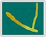 6. 바실러스세레우스 ( (Bacillus cereus) 1.
