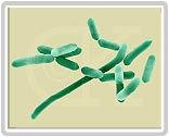 7.Listeria monocytogenes 1.