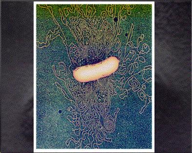 3. 대장균 ( (Escherichia coli) 1.