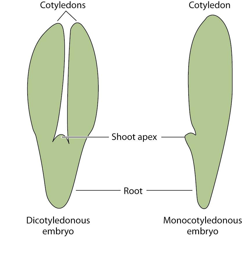 agamospermy ( 무수정결실 ) 1) parthenogenesis ( 처녀생식 ): egg 가수정없이 embryo 로발달 2) adventitious embryony ( 부정배현상 ):