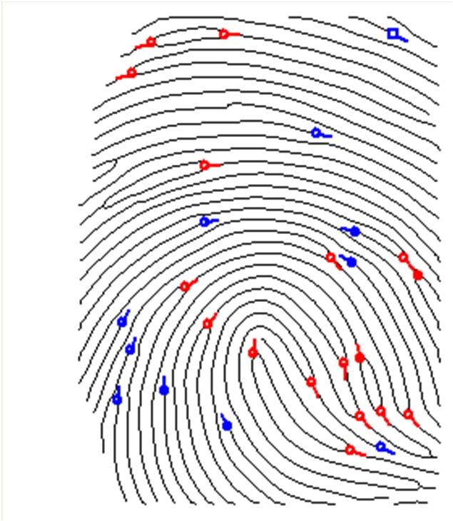 20-30 minutiae extracted from an optical sensor.