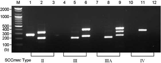 74 EK Cha, et al. Figure 2. SCCmec types identified by multiplex PCR.