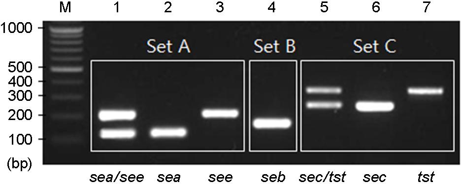 160 YG Kim, et al. Table 3. Combination of SE and TSST-1 genes in S. aureus isolates Figure 3. Multiplex PCR patterns of toxin genes from S. aureus isolates. Lanes: M, 100 bp ladder; 1 to 3, primer set A; 4, primer set B; 5 to 7, primer set C.