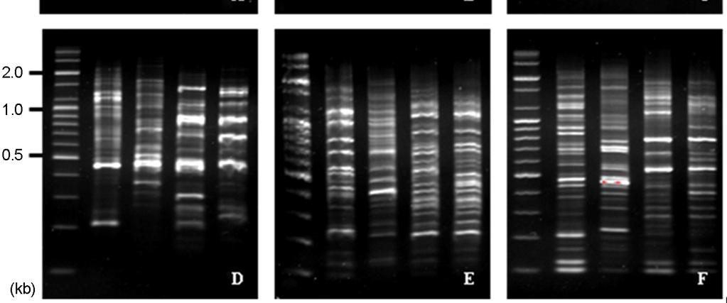 using RAPD patterns using RAPD primer 6. M: marker, 2: A. baumannii (genospecies type 2), 1: A. calcoaceticus (genospecies type 1), 3: A. genospecies type 3, 13: A. genospecies type 13.