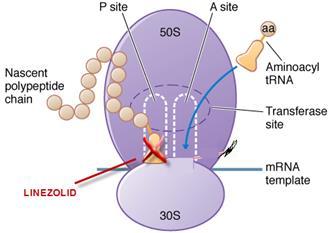 6/13 옥사졸리디논 (Oxazolidinone) 계열은어떤약제인가? Linezolid( 출처 : www.antibiotics-info.org) 최초의옥사졸리디논계정균항생제인 Linezolid( 제품명 : 자이복스 ) 는 50S ribosome subunit와결합하여단백질합성의초기단계를방해한다.