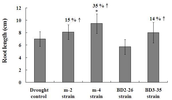 7일재배후토마토식물의뿌리길이는 m-4 균주가대조군에비해유의성있게 35% 증가시켜유묘뿌리신장결과와동일하게균주들중에서가장높았다 (Fig. 3). 이는 m-4가다른균주에비해더많이생성하는옥신의뿌리생장촉진능과더불어 ACC deaminase 활성이가뭄스트레스에노출된식물에작용해뿌리생장을촉진한것으로보인다.