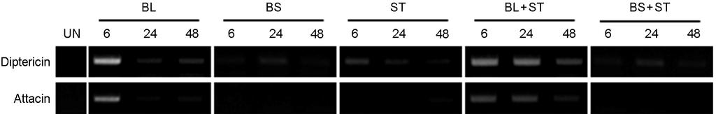 126 YJ Lim, et al. Figure 5. Synergistic induction of antimicrobial peptides (AMPs) genes of D. melanogaster that were oral feeding with B. subtilis (BS), B.