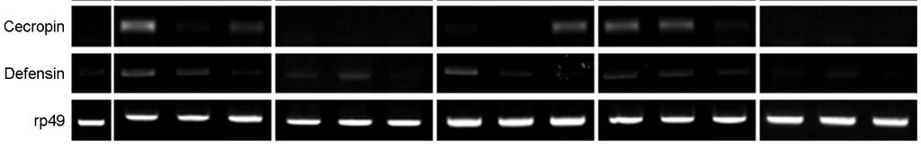 The RNA samples were analyzed by RT-PCR. rp49 was used as the experimental expression standard. 초파리경구감염에서 Bacillus species가 AMP 발현에미치는영향초파리는선천면역을담당하는 AMP를생산하여침습된병원균을제거한다.