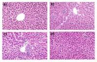 하기태 김영미 김철호 김동욱 최달영 김준기 실험결과에대한통계적인분석은 SAS (SAS Institute, USA) 을이용하였다. 실험성적은평균 ± 표준편차 (mean±sd) 로나타내었으며, 각실험군간의유의성을검증할때에는 Student's t-test로 p-값이 0.05 미만일때유의한차이가있는것으로판정하였다. 결 과 1.