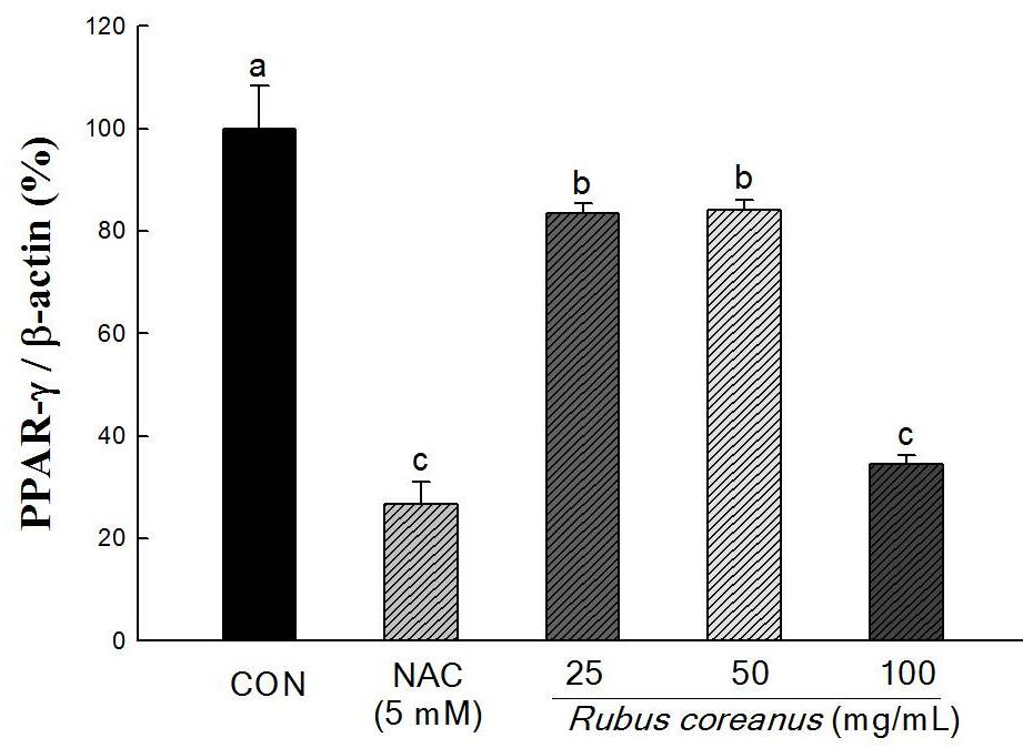 Graphs represent mrna expression of PPAR-γ, C/EBP-α and ap2 were measured by RT-PCR and quantitative RT-PCR after normalization to β-actin mrna. All values are presented as the mean±sd.