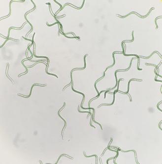 서로다른조건의배지에동일한 Arthrospira platensis 를접종하여배지에따른세포성장을살펴보았다. 수소수배지의세포성장은대조군과비슷한경향을보였지만 (Figure 1), 12일째수소수배지에서배양한미세조류의성장이약 15% 정도높게나타나 (c) Figure 1.