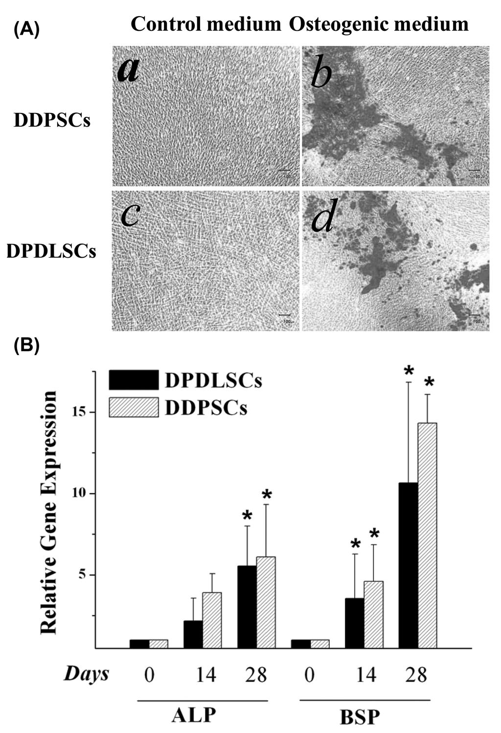 (B) Changes in the expressions of peroxisome proliferatoractivated receptor γ2 (PPARγ2) and lipoprotein lipase (LPL) after adipogenic differentiation. * p < 0.05, Wilcoxon signed rank test. Figure 6.