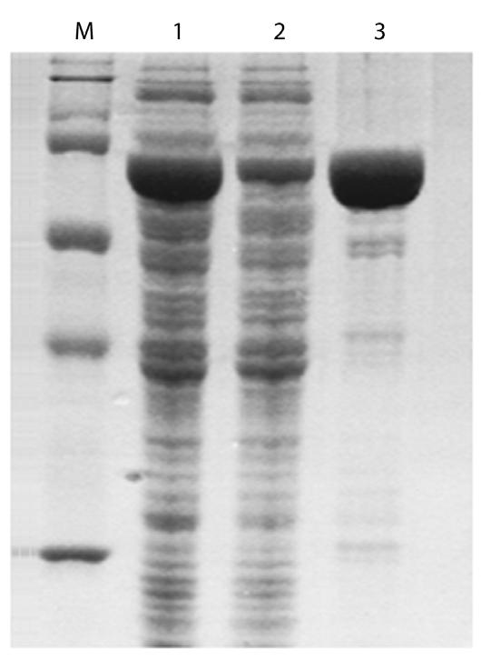 Ni-NTA magnetic silica resins 는 20% EtOH 1 ml 안에 10% 의부피를차지하고있으면, resin 1 ml 을사용하여 6x Histidine tagged protein 를약 500 μg 정도 binding 할수있습니다. Figure 1. Purification of 6x His-tagged protein.