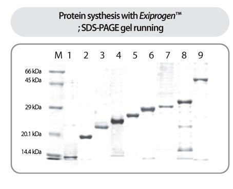ExiProgen ProXpress PCR Template Kit Figure 2. SDS-PAGE gel data of synthesized proteins.