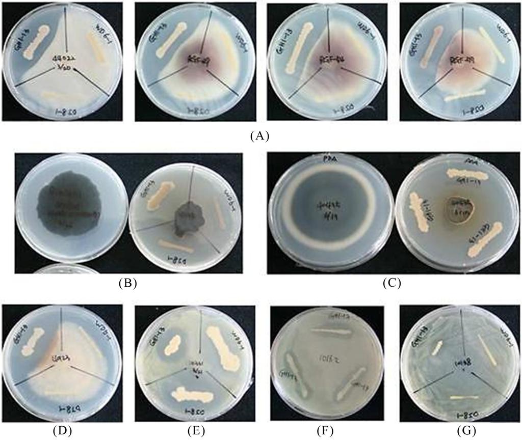 Multifunctional Bacillus sp. GH1-13 