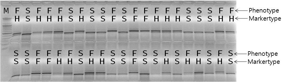 다른 ms 유전자를사용하였다는것을알수있다. 이와같은방법으로모든결과를정리해보면 Special, Debla, Plenty, Fiero, Boogie, Fiesta 및 Derby 는모두같은 ms 유전자를사용하고있고, Minibell 만다른 ms 유전자를사용하고있는것을알수있다 (Table 2).