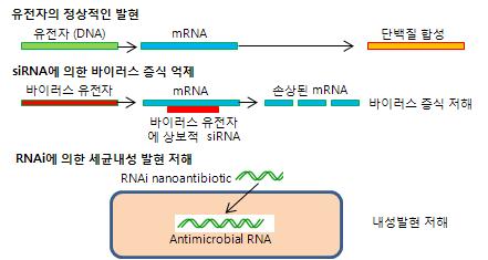 또한 IreB의유전자를소실한돌연변이균주의 X인자는전혀억제되지않으므로 cephalosporin 내성수준이높다. 세균의항균제내성억제를위한 RNAi 현상의이용 세균의항균제내성발현을억제하기위해 RNA interference (RNAi) 현상이장차이용될수있을것이라는종설 (1) 을아주간략하게그림과함께소개한다.
