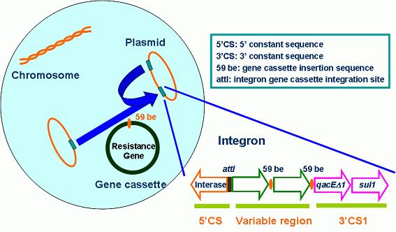 Composite transposon 은중앙에내성유전자가있고, 그양쪽에동일한 insertion sequence (IS) 가있는데, IS는양쪽에 direct repeat (DR) 혹은 inverted repeat (IR) 가있다. Complex transposon 은비정형적인구조이며, 삽입, 결손등여러과정에의해이루어진다.