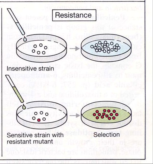 내성균의출현 약물내성 (drug resistance) 숙주가견딜수있을만큼의항생제의최대농도로도세균의증식을억제하지못할경우 약물내성의종류 자연내성