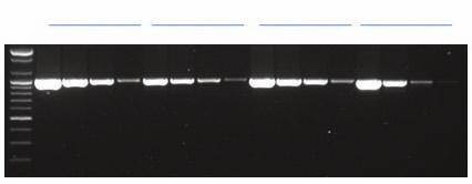 ProFi Taq DNA Polymerase Experimental data Bioneer M 1 2 3 4 Supplier T 1 2 3 4 Supplier S 1 2 3 4 Supplier I 1 2 3 4 Figure 1.