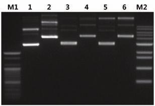 Electrophoresis data of 500 ng of several size plasmids purified with MagListo TM 5M Plasmid Extraction Kit. M1: Bioneer 100 bp ladder 1: 3.5 kb plasmid DNA 2: 5.