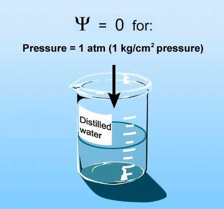 3.4 수분퍼텐셜 1) 물의화학퍼텐셜은물의자유에너지상태를나타낸다.