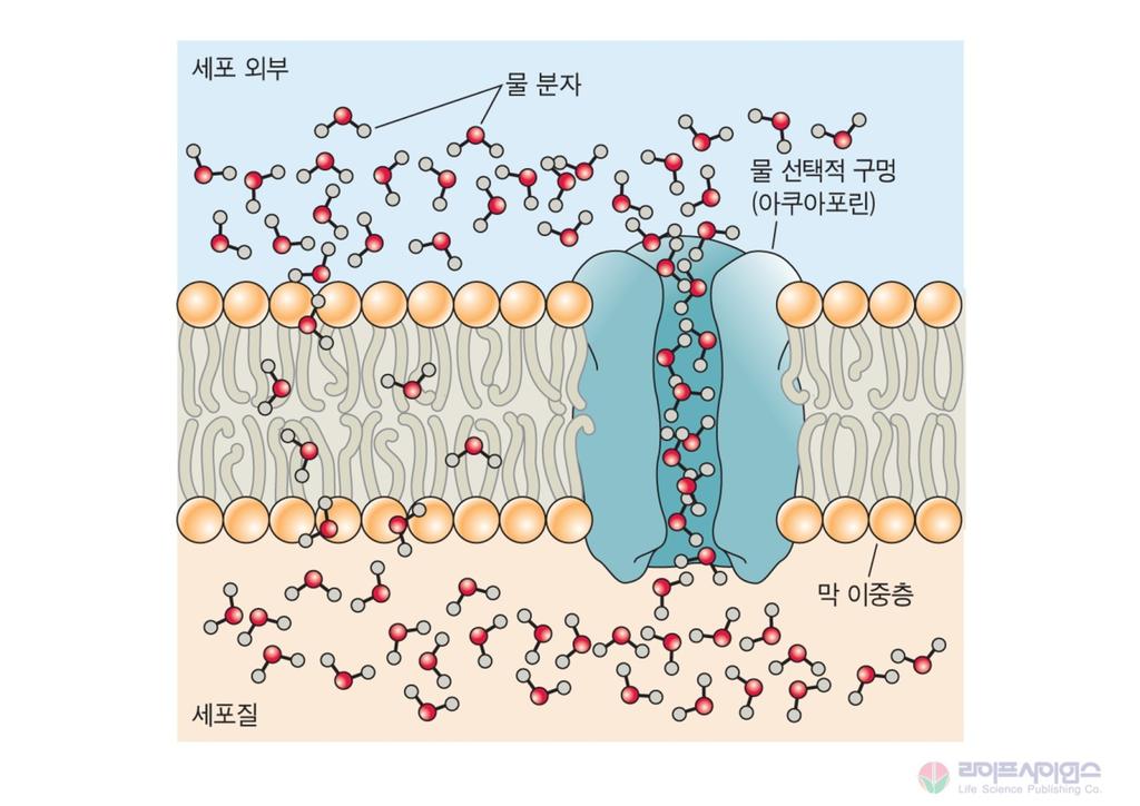 3) 아쿠아포린은세포막을통한물의이동을촉진한다. 내재성막단백질 식물의능동적조절 그림 3.