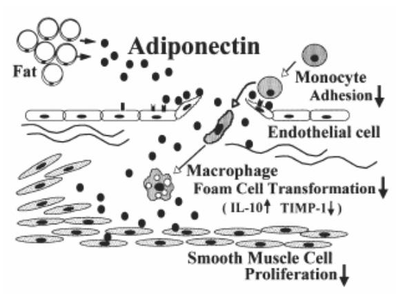 Fig. 4. Antiatherogenic effects of adiponectin. [Reproduced with permission from Matsuzawa et al. (2004) Arterioscler Thromb Vasc Biol 24:29-33] 데일정역할을할것으로생각된다.