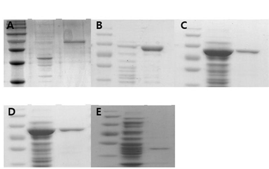 pmal DWV VP1, Panel B. pmal DWV VP1 VP3, Panel C. pmal DWV RdRp, Panel D. pmal DWV polyc3g, and Panel E. pet32a DWV polyc3g. Lane M was protein size marker (T&I).
