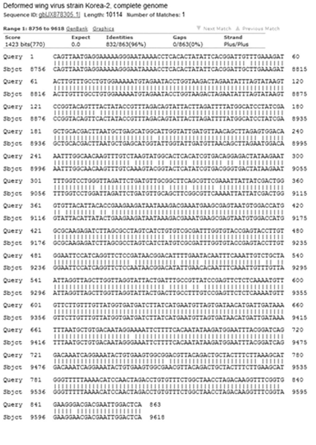 366 Fig. 5. DNA sequence homology between JX878305.1 and pbx DWV RdRP. JX878305.1 is complete nucleotides of DWV deposited in GenBank.