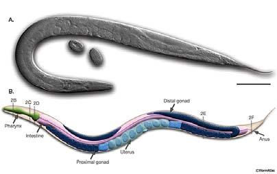 특집 60 Hz 자기장이예쁜꼬마선충의생식에미치는영향연구 [ 그림 1] 예쁜꼬마선충 (C. elegans) 성충사진과모식도 A. 자웅동체성충의위상차사진, 오른쪽편의 scale bar 0.1 mm. B. 해부구조의모식도 ( 그림원전 : Altun & Hall, 2009. Wormatlas.org). 300 마리의자손을낳는다 ([ 그림 2]) [2].
