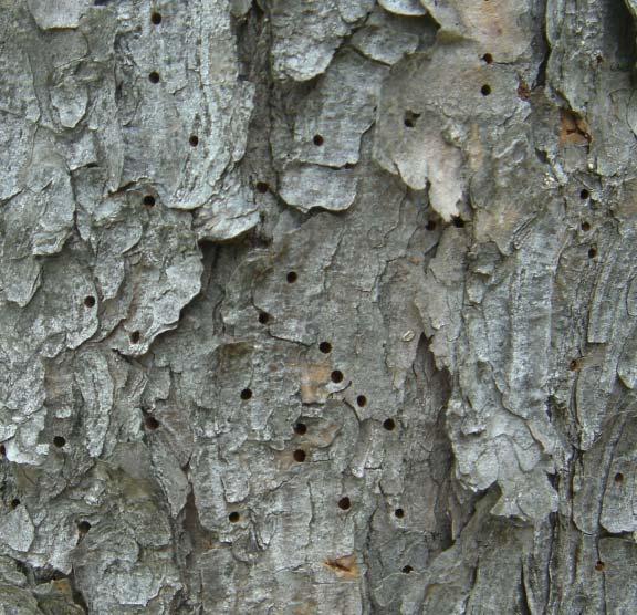 minute bark beetle) - 나무좀과 학명 : Cryphalus