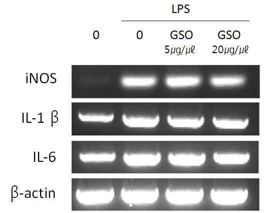 Cells were lysed and cellular proteins were then separated by SDS-PAGE, followed by Western blot analysis using antibody against COX-2. Actin was used as an internal control. Fig. 4.