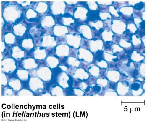 Collenchyma Cells 다발로모여줄기의어린부분을지탱 두껍고불균등한세포벽을가짐. 2 차세포벽이없음.