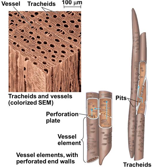 Water-Conducting Cells of the Xylem two types: tracheids( 헛물관 ), vessel elements( 물관요소 ), dead at
