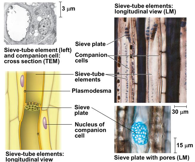 물관요소 : 대부분의속씨식물과일부의겉씨식물, 끝과끝이연결되어 vessel 이라는긴관을형성 Sugar-Conducting Cells of the Phloem Sieve-tube