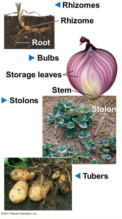 다양한형태의줄기 rhizomes( 지하줄기 ), bulbs( 비늘줄기 ), stolons( 기는줄기 ), tubers( 덩이줄기 ) Leaves 주광합성기관 납작해진 blade( 엽신 ) 과 petiole( 엽병 ) 으로구성 Monocots 과 eudicots 에서의