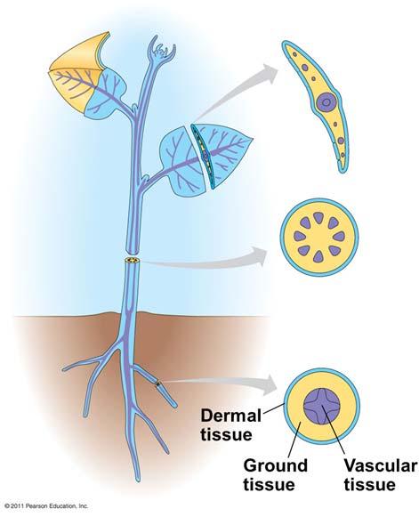Dermal, Vascular, and Ground Tissues 식물의기관 : dermal( 표피조직 ), vascular( 관다발조직 ), ground tissues(