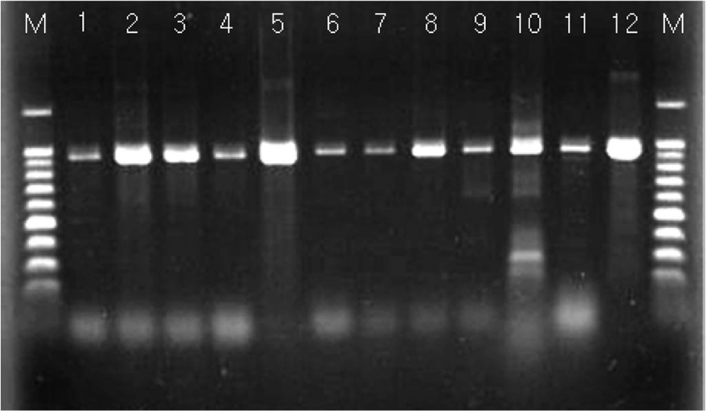 166 홍진성 박호섭 류기현 최장경 Fig. 1. RT-PCR products from Pepper CMV isolates using CMV specific primer. M, 100 bp DNA marker; Lane 1~12, PCR product of 12 CMV field isolates.