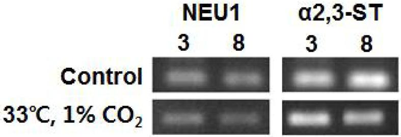 CHO 세포의 2 단계배양을통한 Albumin-erythropoietin 의시알산증대 273 Fig. 2. mrna expressions of lysosomal sialidase (NEU1) gene and alpha-2,3-sialyltransferase (α2,3-st) gene at day 3,