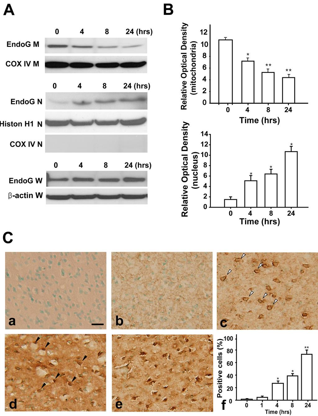 김현우조경주김현정조양제이병인김경환 Figure 1. Western blot analysis and Immunohistochemistry of EndoG. (A) EndoG is detected in subcellular fractionation by Western blot analysis.