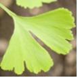 은행잎 Ginkgo Biloba Natural Standard Monograph, opyright c 2011 (www.naturalstandard.com). 상업적목적으로사용하는것을금합니다. 본글은오직정보전달을위해작성되었으며, 특정한의학용도로사용될수없습니다. 관련요법과건강상태에대해결정을내리기전에보건의료인과꼭상의하십시오.