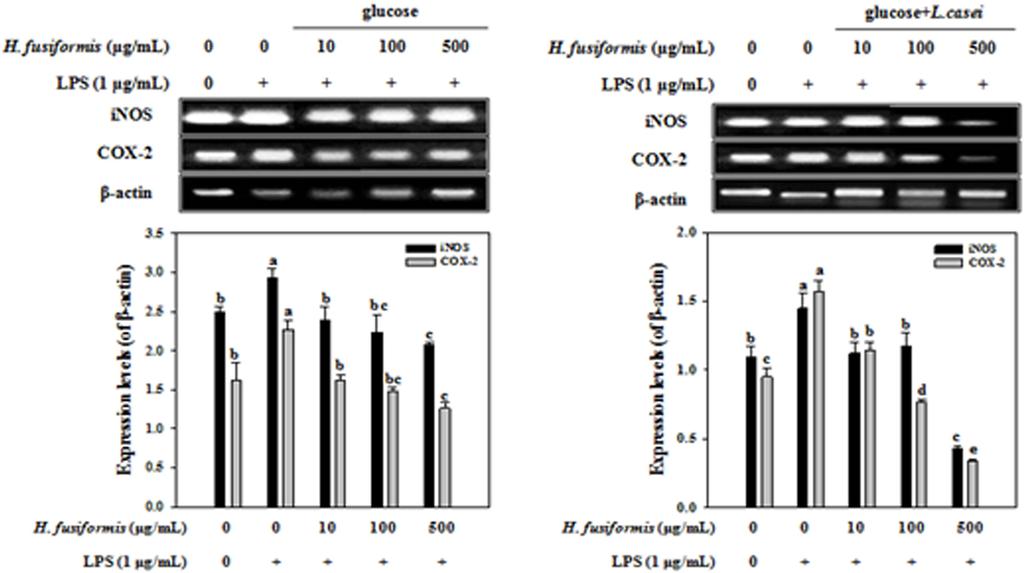 Lactobacillus casei 로발효한톳추출물의항염증활성 41 Fig. 2. Effect of ethanol extracts from fermented H. fusiformis with/without L. casei on COX-2 and inos in LPS-stimulated RAW 264.7 macrophages.
